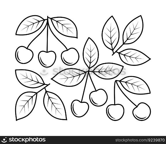 Vector line drawing of cherry branch and cherry fruit. Nature and ecology. Cherry, leaves, plant, icon, drawing, fetus and more. Isolated collection of cherry branch on white background.