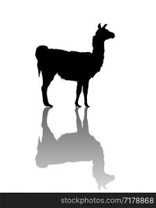 Vector llama silhouette over white background