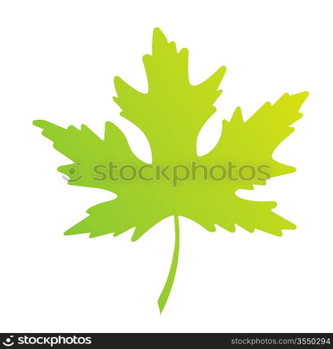 Vector Maple Leaf on White