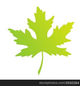 Vector Maple Leaf on White