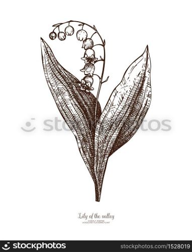 Vector May lily drawing. Hand drawn floral elements. Spring flower sketch. Vintage botanical illustration. Black and white garden or forest plant.