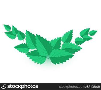 Vector Mint Leaves. Background with green mint leaves Vector Illustration