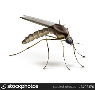Vector Mosquito close up side view isolated on white background. Mosquito on white background