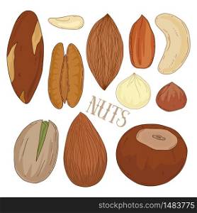 Vector nuts on isolated background. Types of nuts: almond, peanut, pistachio, hazelnut, macadamia, brazil, walnut, pecan. Hand drawn heathy snack collection. Vector nuts on isolated background. Types of nuts: almond, peanut, pistachio, hazelnut, macadamia, brazil, walnut, pecan. Hand drawn heathy snack collection.