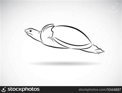 Vector of soft-shelled turtle (Trionychidae) on white background. wild Animals. Turtles logo or icon. Easy editable layered vector illustration.