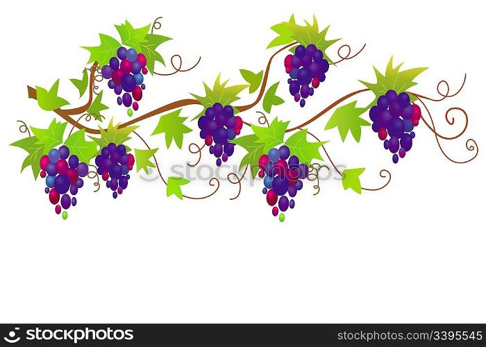 Vector ornament with grapes