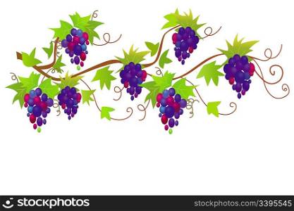 Vector ornament with grapes