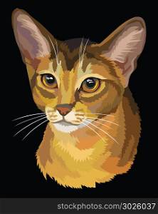 Vector outline colorful portrait of curious Abyssinian Cat in orange and brown colors. Illustration isolated on black background