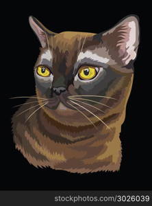 Vector outline colorful portrait of curious Burmese Cat in black and brown colors. Illustration isolated on black background