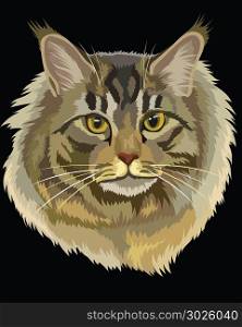 Vector outline colorful portrait of fluffy and angry Maine Coon Cat in black, white and grey colors. Illustration isolated on black background