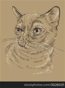 Vector outline monochrome portrait of curious Burmese Cat in black and white colors. Hand drawing illustration isolated on brown background