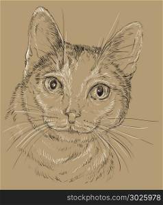 Vector outline monochrome portrait of curious Mongrel cat in black and white colors. Hand drawing illustration isolated on brown background