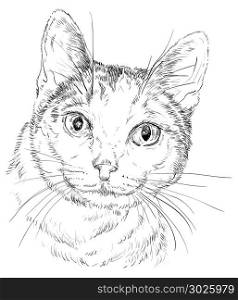 Vector outline monochrome portrait of curious Mongrel cat in black color. Hand drawing Illustration isolated on white background