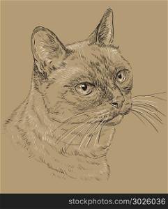 Vector outline monochrome portrait of curious Thai Cat in black and white colors. Hand drawing illustration isolated on brown background