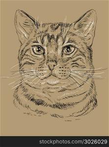 Vector outline monochrome portrait of tabby curious Bengal ??at in black and white colors. Hand drawing illustration isolated on brown background