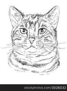 Vector outline monochrome portrait of tabby curious Bengal Cat in black color. Hand drawing Illustration isolated on white background