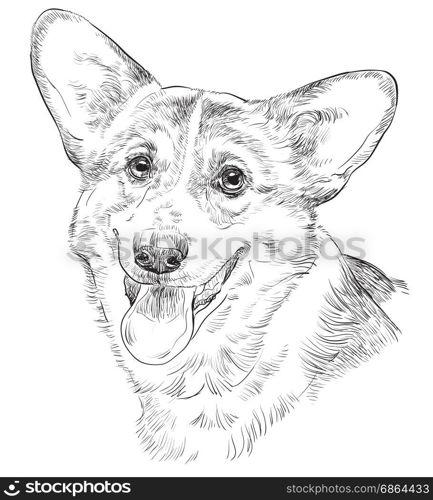 Vector outline portrait of Pembroke Welsh Corgi in black color hand drawing Illustration on white background