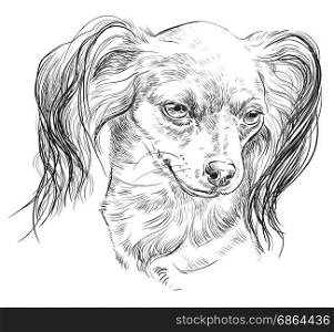 Vector outline portrait of Russian long-haired toy Terrier in black color hand drawing Illustration on white background
