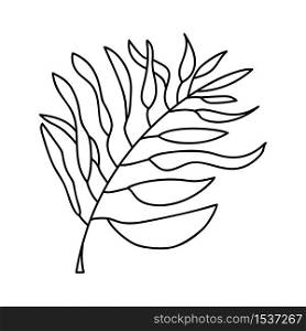 Vector Palm exotic leaf line art. Contour drawing icon. Minimalism art logo. Modern design summer.. Vector Palm exotic leaf line art. Contour drawing icon. Minimalism art logo. Modern design summer