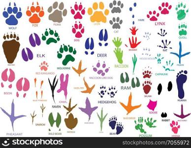 Vector paw prints of animals and birds