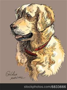 Vector Portrait of colorful dog Golden retriever hand drawing Illustration on brown background