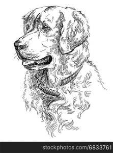 Vector Portrait of dog Golden retriever in black color hand drawing Illustration on white background