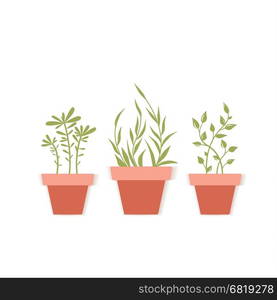 Vector potted plants. Vector illustration of potted plants, three pot decoration garden plants