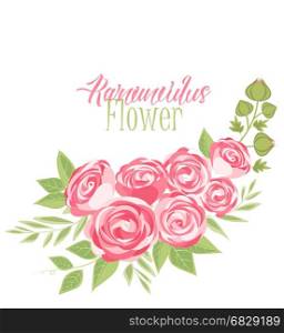 Vector ranunculus flower. Vector illustration of ranunculus flower. Background with pink flowers