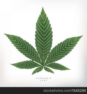 Vector Realistic Cannabis Leaf Illustration in Gray Background.