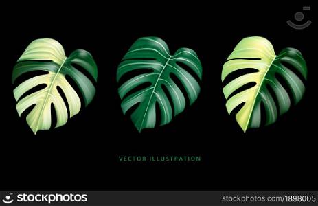 Vector realistic of Monstera Deliciosa plant leaf from tropical forests green and yellow spotted collection on black