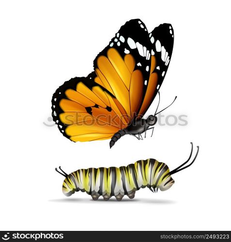 Vector realistic Plain Tiger or African Monarch butterfly and caterpillar close up side view isolated on white background. Plain Tiger butterfly and caterpillar