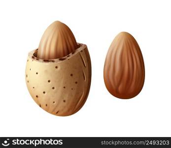 Vector realistic two almond nuts with shell close up side view isolated on white background. Two almond nuts