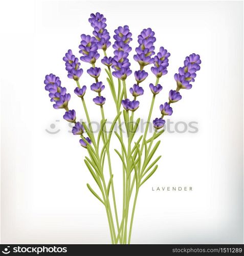 Vector Realistic Violet French Lavender Illustration