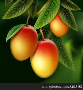 Vector ripe yellow, orange, red whole mango and leaves hanging on branch isolated with green blur Background. Mango on branch