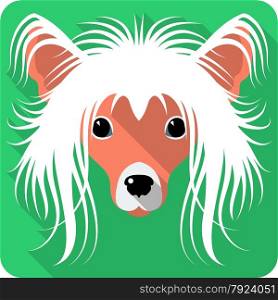 Vector serious dog Chinese Crested icon flat design . dog Chinese Crested icon flat design
