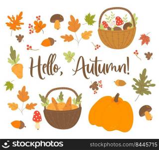 Vector set Hello, Autumn. Autumn harvest, wicker basket with forest mushrooms and carrots, edible mushroom and acorn, pumpkin, and autumn leaves. Isolated elements for fall decor, design, print
