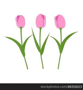 Vector set isolated pink tulips. Vector elements isolated on white background.. Vector set isolated pink tulips. Tulips in a flat style. Vector elements isolated on white background.