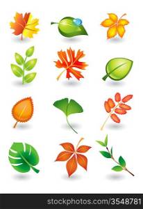 Vector set of autumn and summer leaves for design