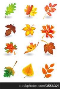 Vector set of autumn leaves for design