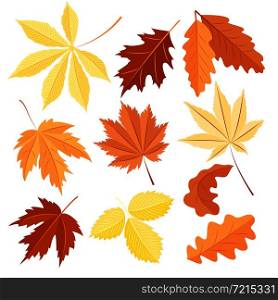 Vector set of autumn leaves isolated on a white background