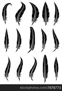vector set of black and white feathers