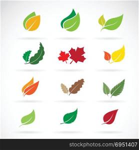 Vector set of color autumn fallen leaves on white background. Easy editable layered vector illustration.