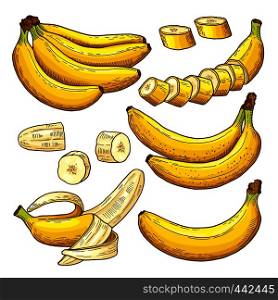 Vector set of colored bananas. Tropical symbols. Hand drawing illustrations. Banana tropical exotic fruit in hand draw style. Vector set of colored bananas. Tropical symbols. Hand drawing illustrations