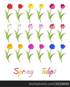 vector set of colorful tulip graphic drawings isolated on white background. beautiful tulips for decorative design. flat graphic style. spring tulips text