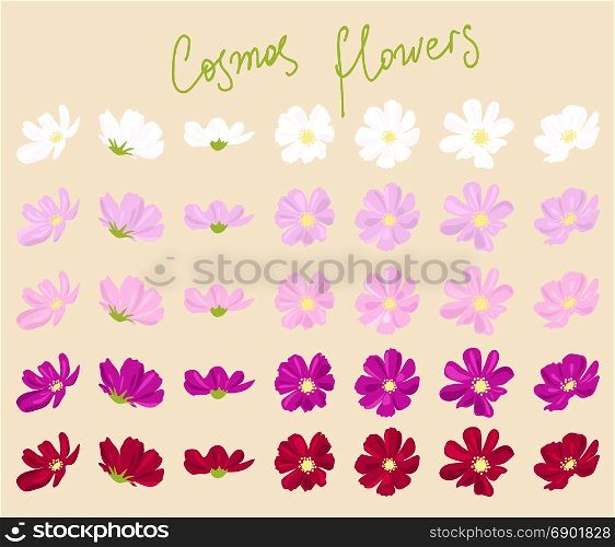 vector set of cosmos flowers of various shapes and colors