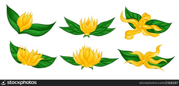 Vector set of divider frames with flat hand drawn tropical flowers ylang ylang with foliage. Natural floral delimited borders in cartoon style with place for text. Templates for card and banner. Vector set of divider frames with flat hand drawn tropical flowers ylang ylang with foliage. Natural floral delimited borders in cartoon style