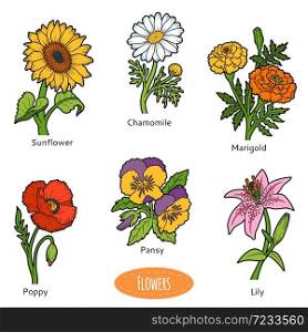 Vector set of flowers, color nature collection