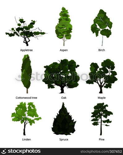Vector set of green garden trees. Nature illustrations isolate on white. Collection trees organic appletree and aspen, birch and cottonwood. Vector set of green garden trees. Nature illustrations isolate on white
