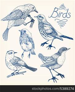 vector set of hand drawn birds