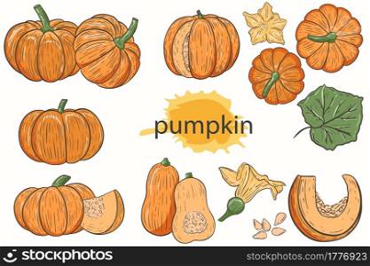 Vector set of pumpkin. Autumn harvest. Orange seasonal fruit. Collection whole pumpkin and pieces, flower and leaf. Hand drawing. Traditional fall vegetable for Thanksgiving.. Vector set of pumpkin. Autumn harvest. Orange seasonal fruit. Collection whole pumpkin and pieces. Traditional fall vegetable for Thanksgiving.